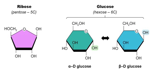 monosaccharides