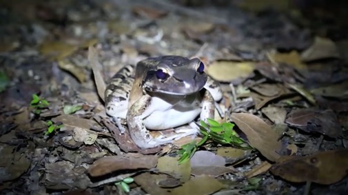 mountain-chicken-frogs