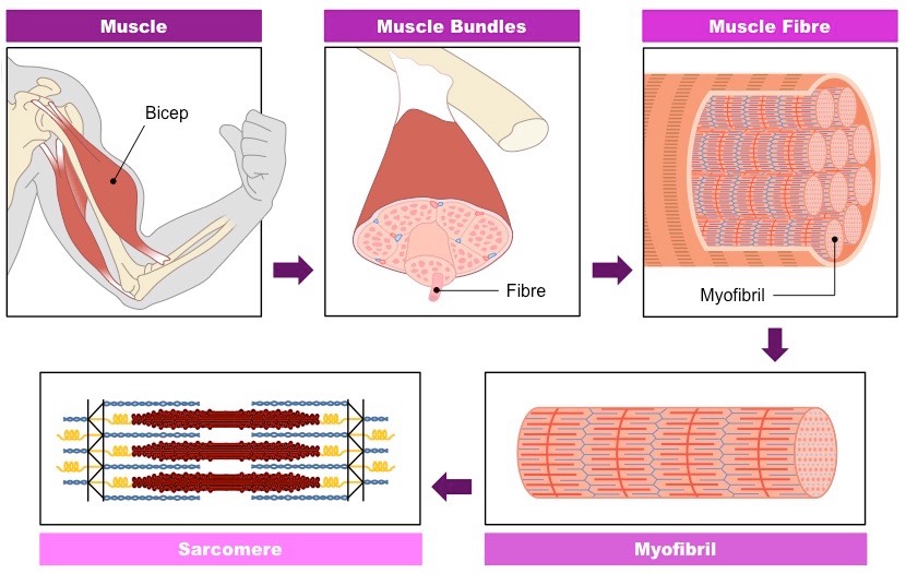 muscle organisation