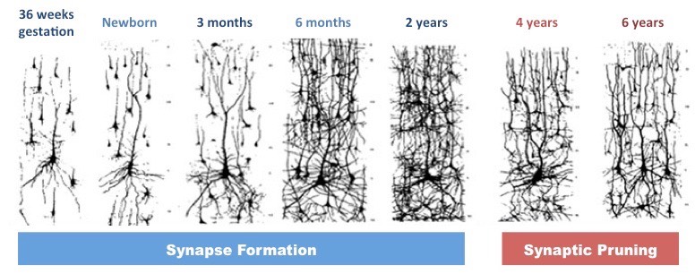 neural pruning