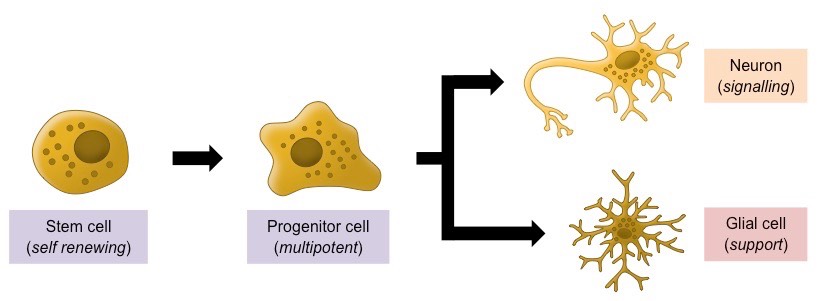 neurogenesis