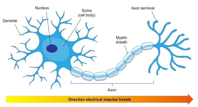 Which region of a neuron is also called the soma? a) cell body b) axon c)  dendrite d) myelin sheaths