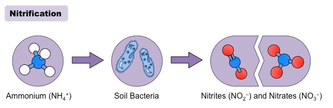 nitrification