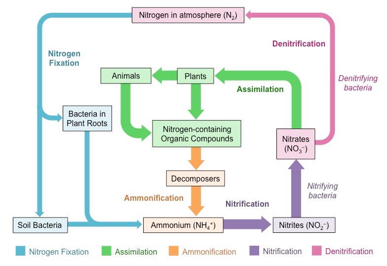 Nitrogen Cycle BioNinja