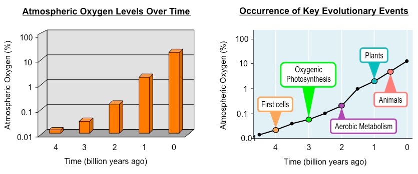 Oxygen Enrichment BioNinja