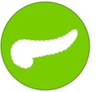 pancreas icon