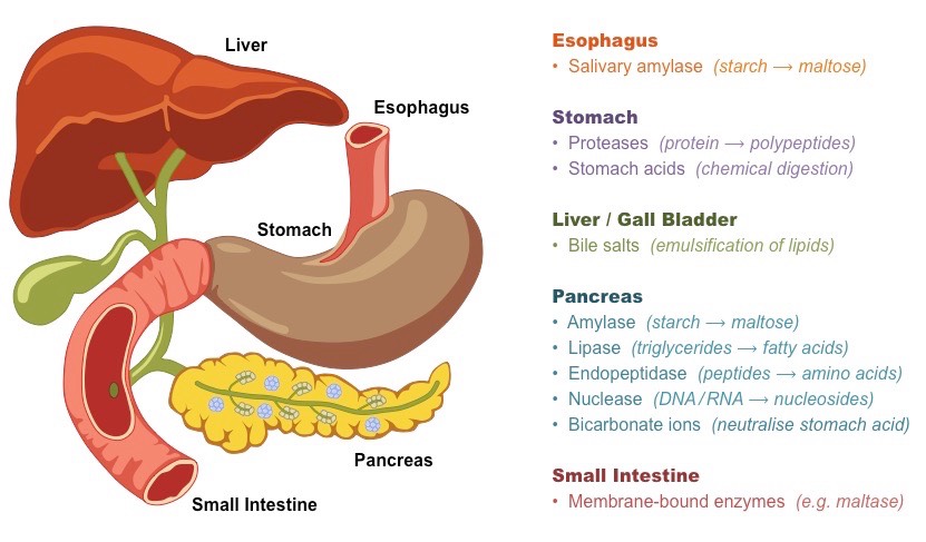 pancreatic enzymes