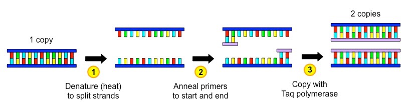 PCR cycle