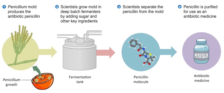 penicillin production