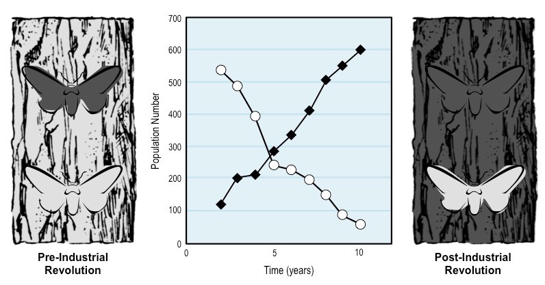 Natural Selection Peppered Moth Graph