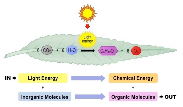 photosynthesis overview