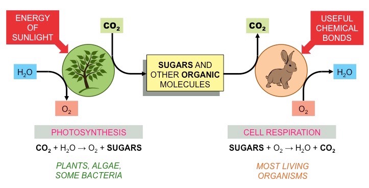 photosynthesis vs respiration