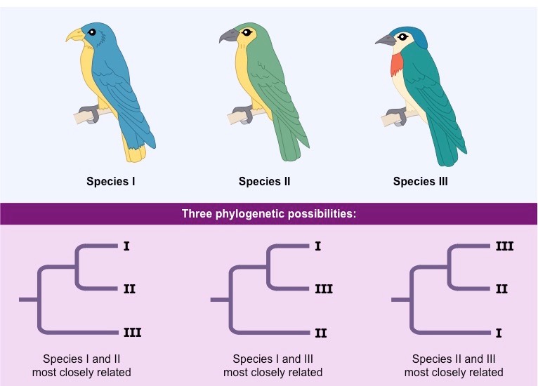 phylogeny