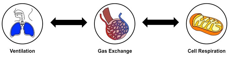 physiological respiration