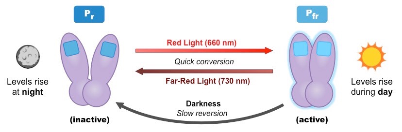 phytochrome