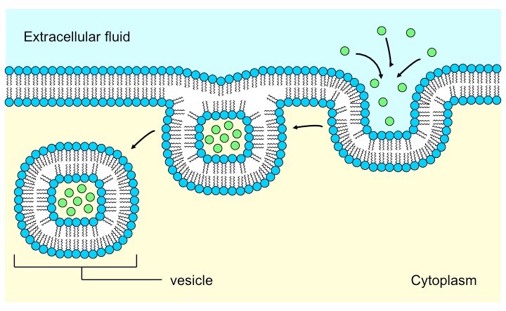 pinocytosis