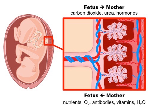 placenta exchange