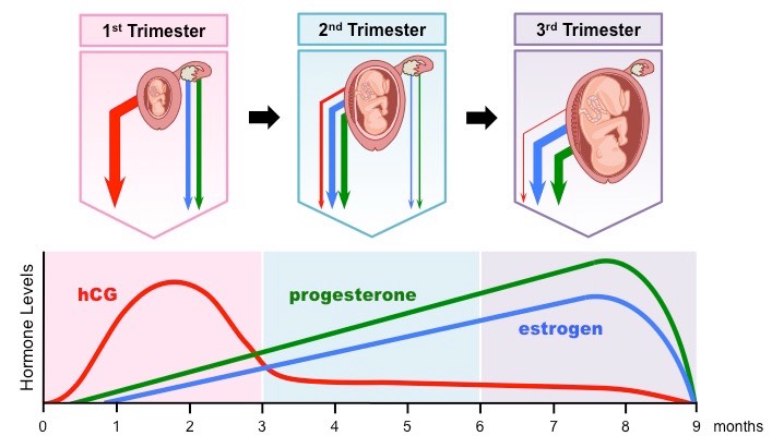 placenta hormones