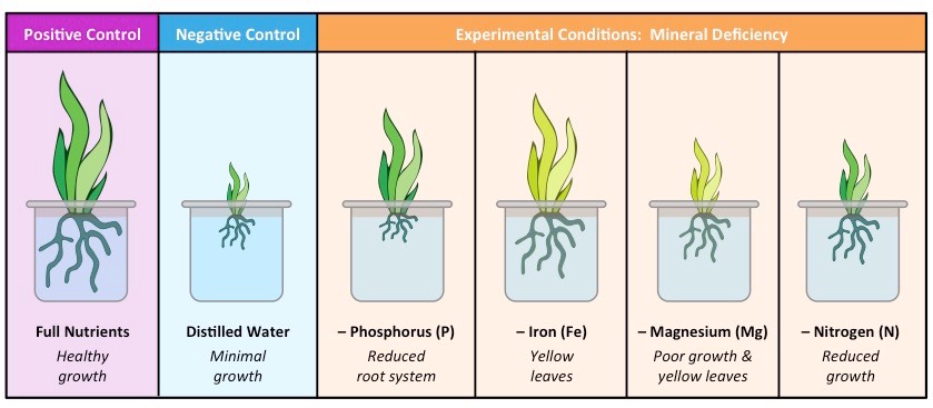 plant minerals