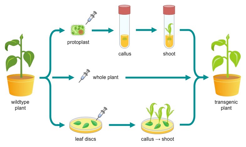 plant transgenesis