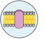 plasma membrane