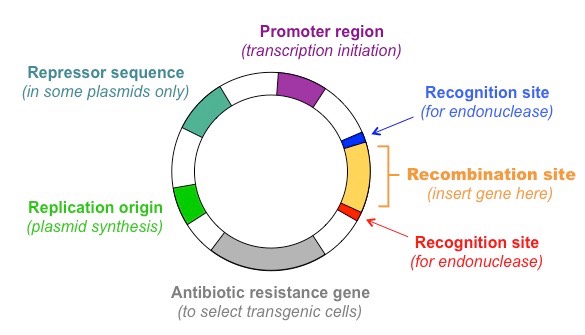 plasmid vector