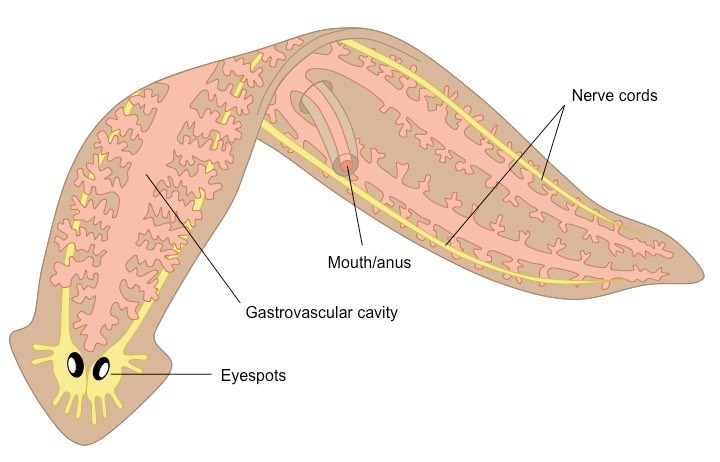 platyhelminth