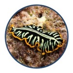 platyhelminth icon