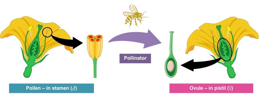 pollination