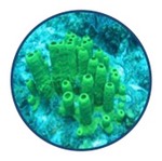 porifera icon