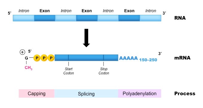 post transcription