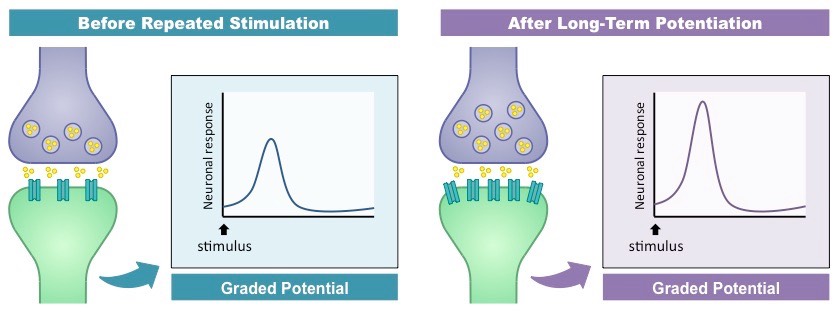 potentiation