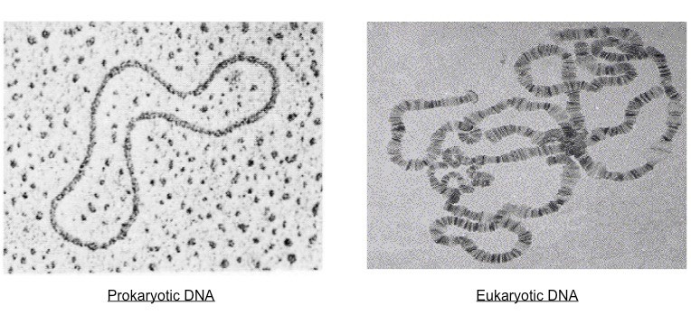 pro vs eu DNA