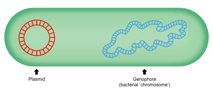 prokaryote genetics