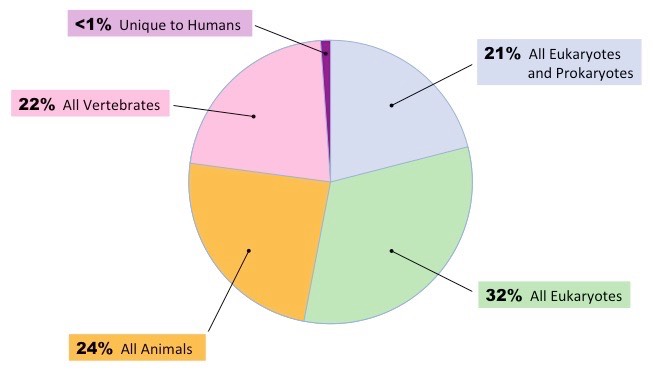 protein evolution