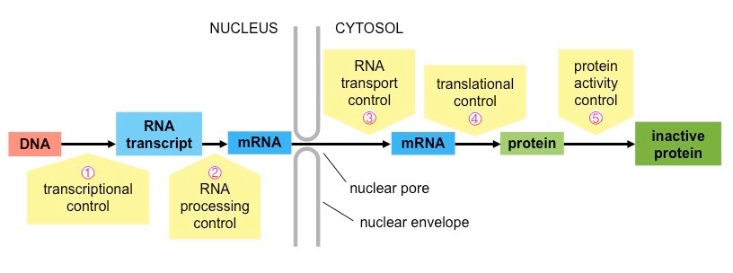 protein expression