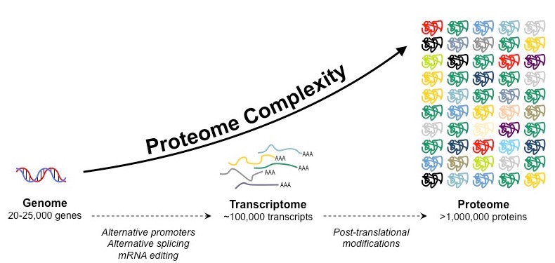 proteome