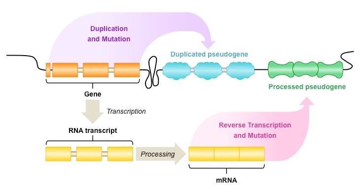 pseudogene