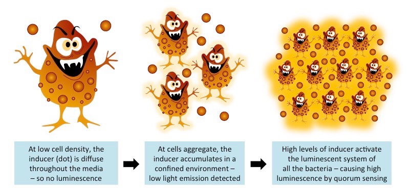 quorum sensing