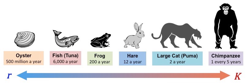 r-k scale