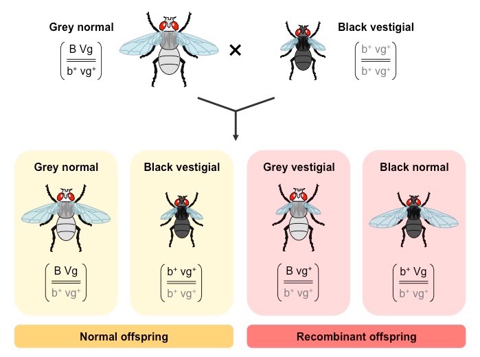 recombinant phenotype