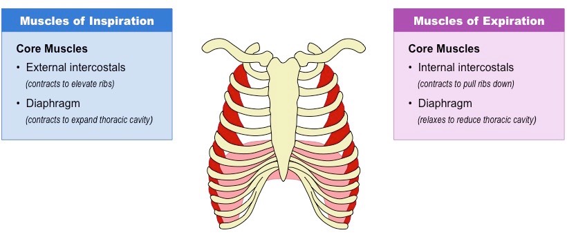 Inspiratory muscle sale