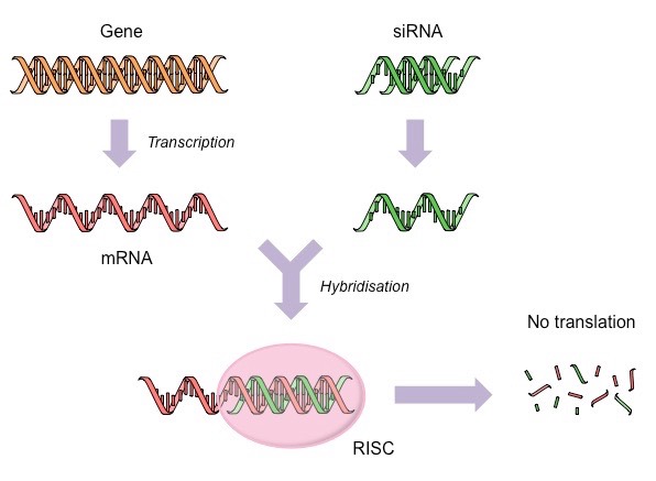 RNA interference