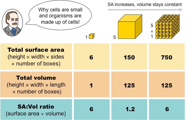 SA-Vol ratio