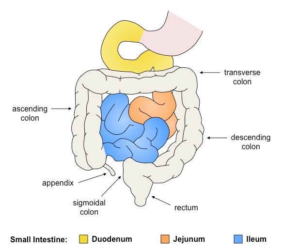 sections of the gut