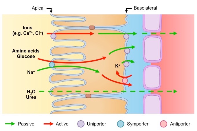 Selective Reabsorption BioNinja