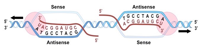 sense vs antisense