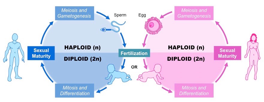sexual life cycle