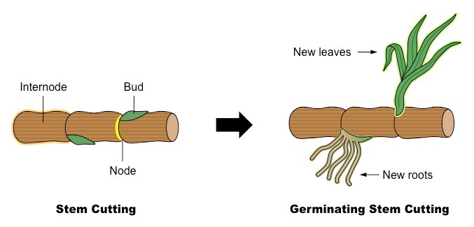 stem cuttings