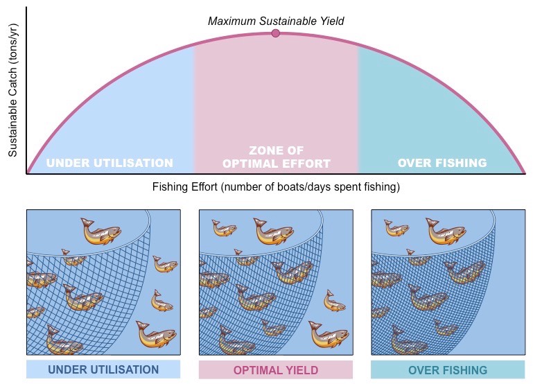 sustainable fishing